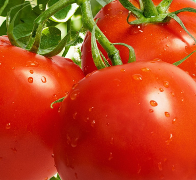 Organic lycopene extracted from tomato fruits